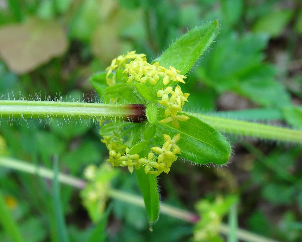 Cruciata 7