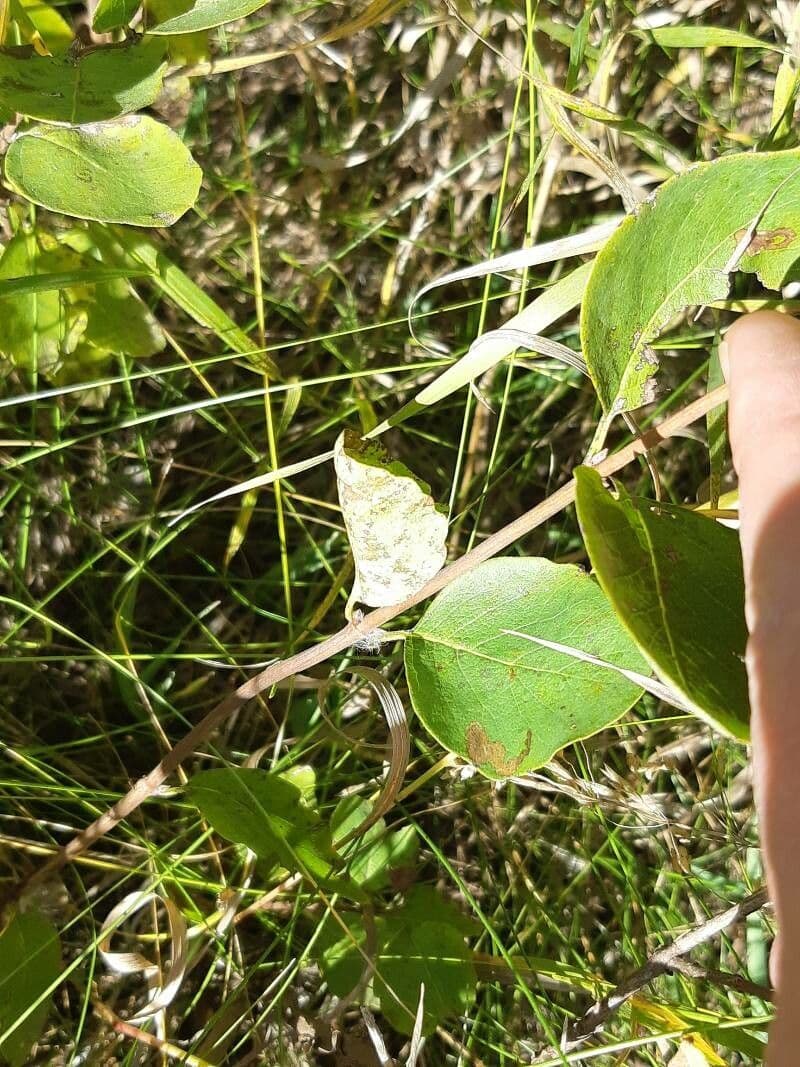 Symphoricarpos occidentalis 20