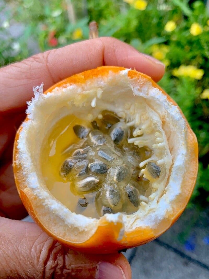 Granadilla dolce 20