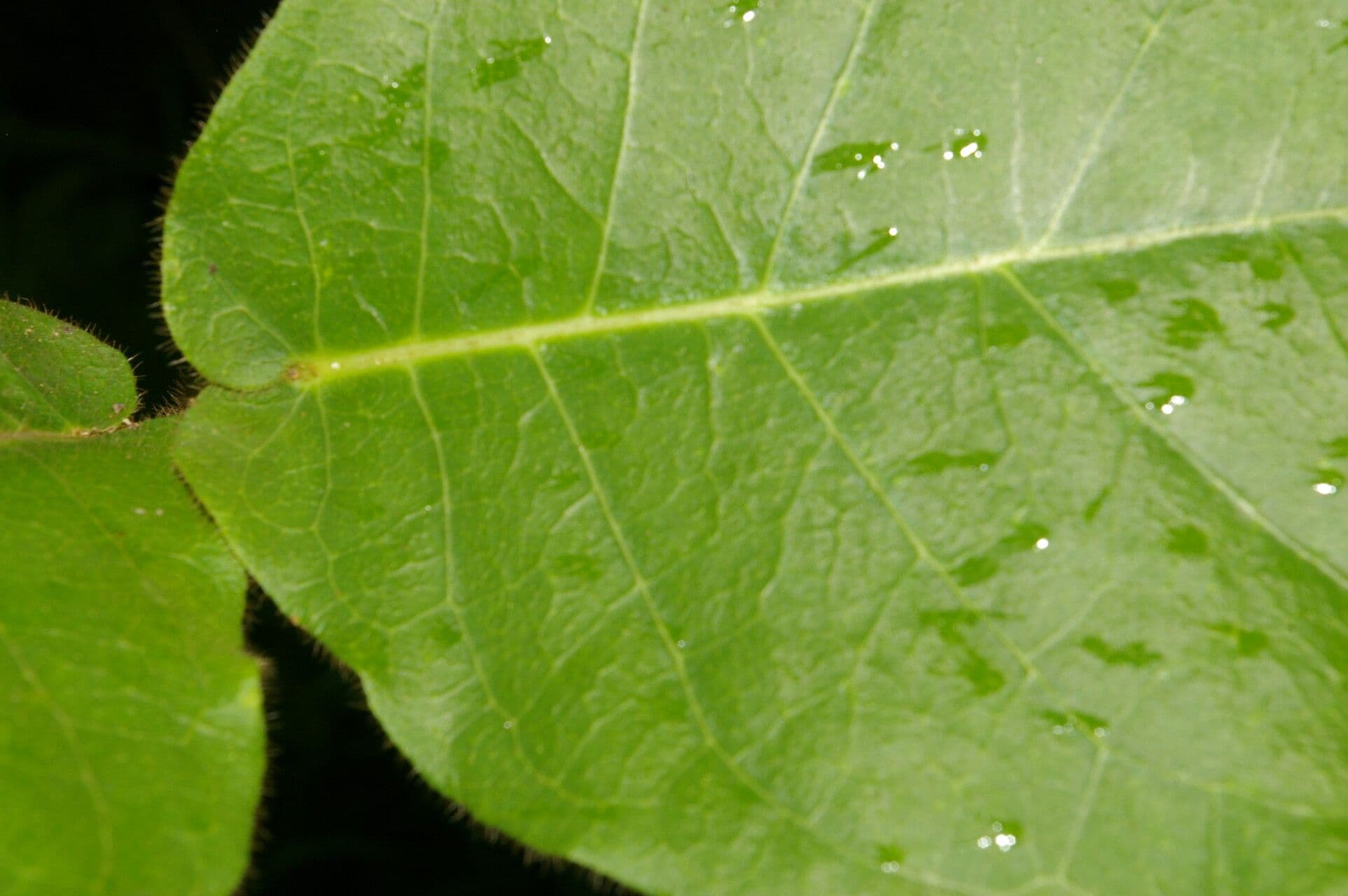 Macroscepis 10