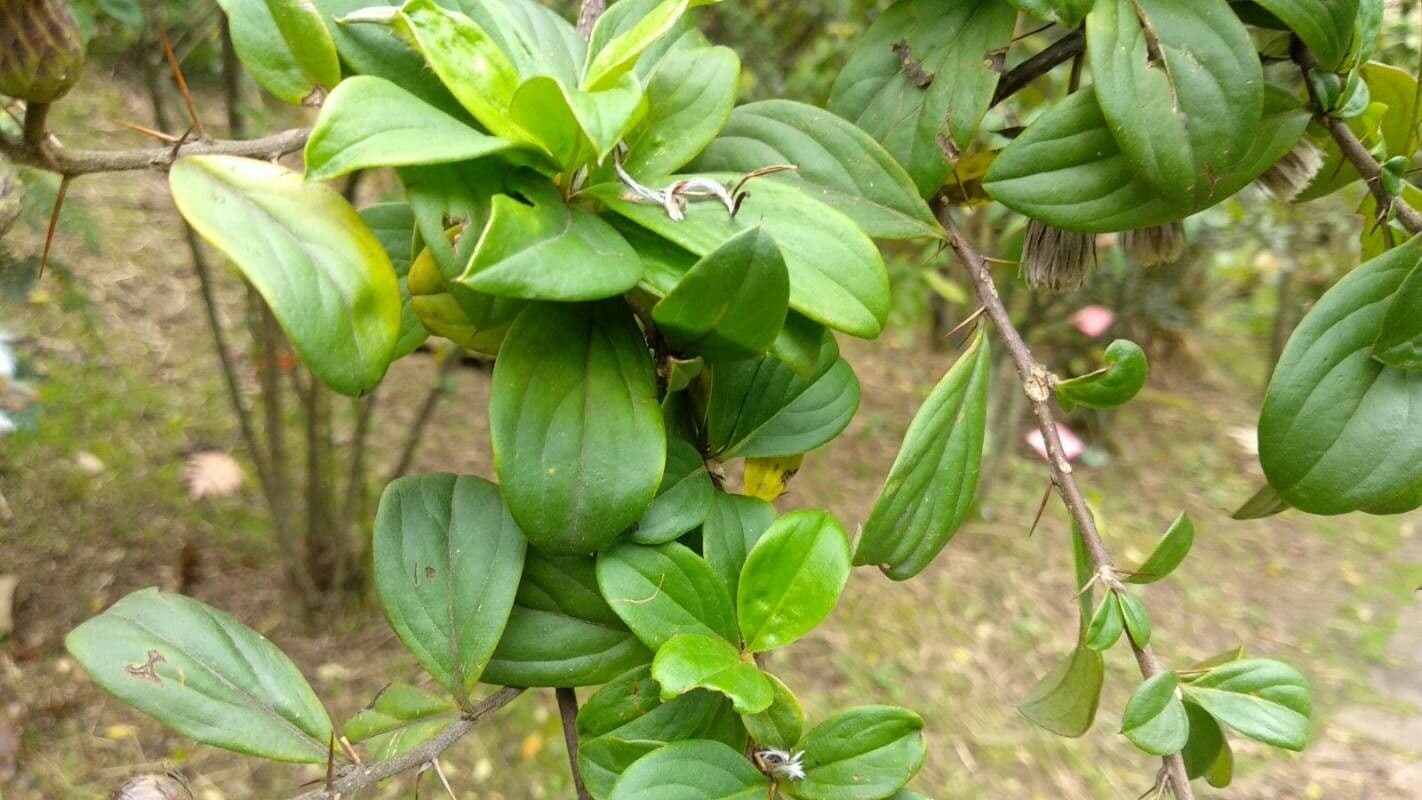 Ageratina 3
