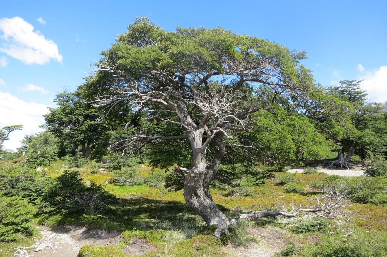 Nothofagus 6