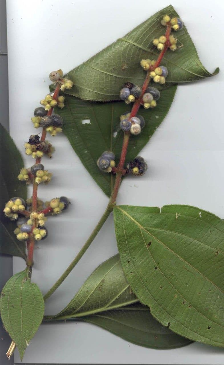 Miconia 12