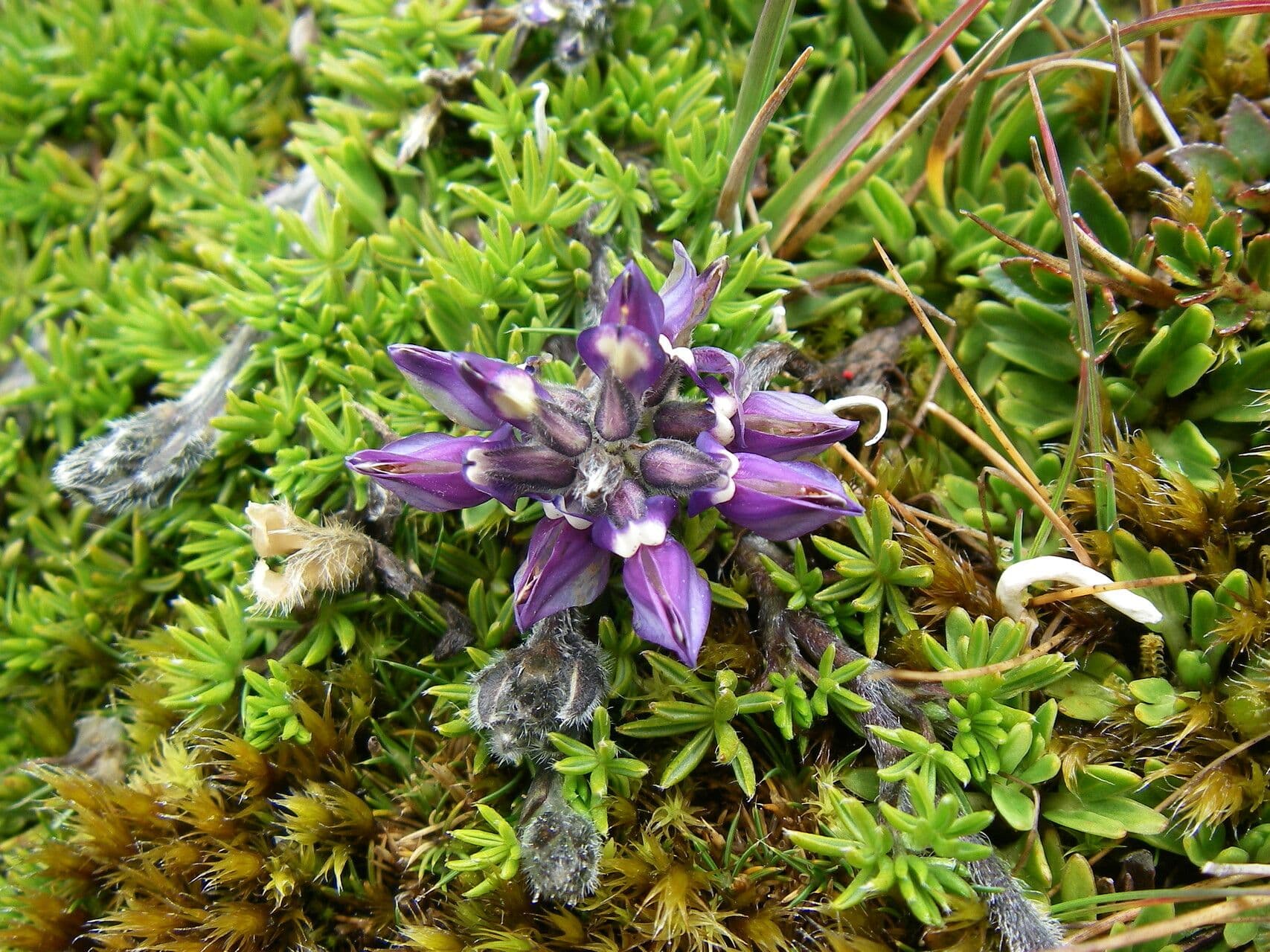 Kleinblättrige Lupine 12