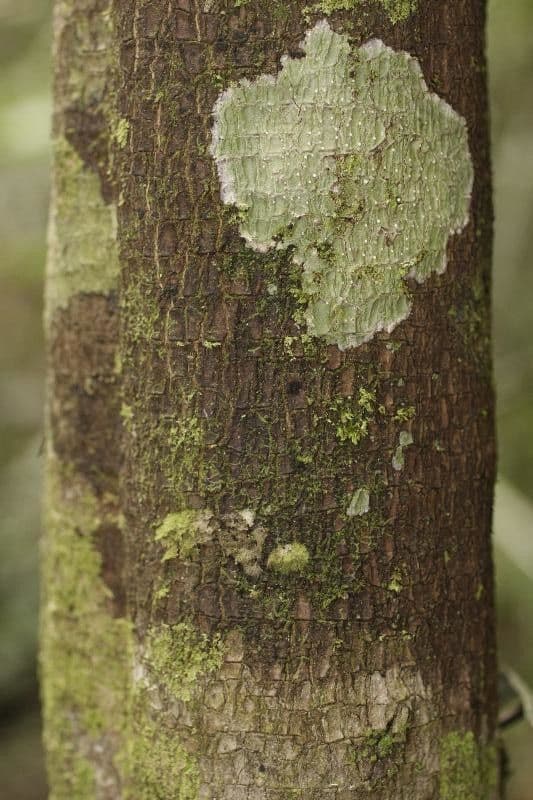 Rhabdodendron 9