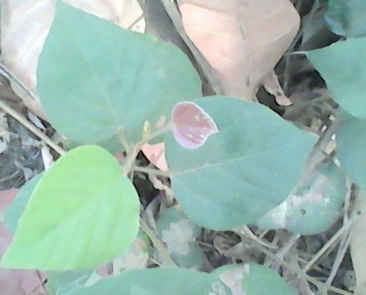 Flemingia faginea 4