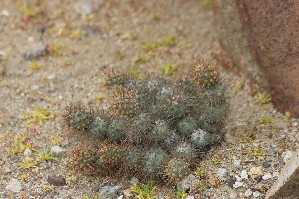Cumulopuntia 2