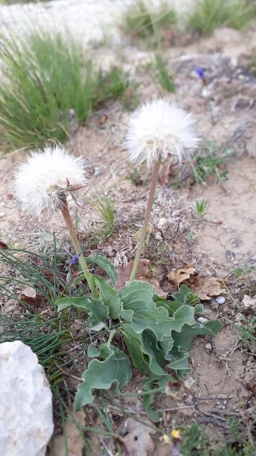 Scorzonera austriaca 2