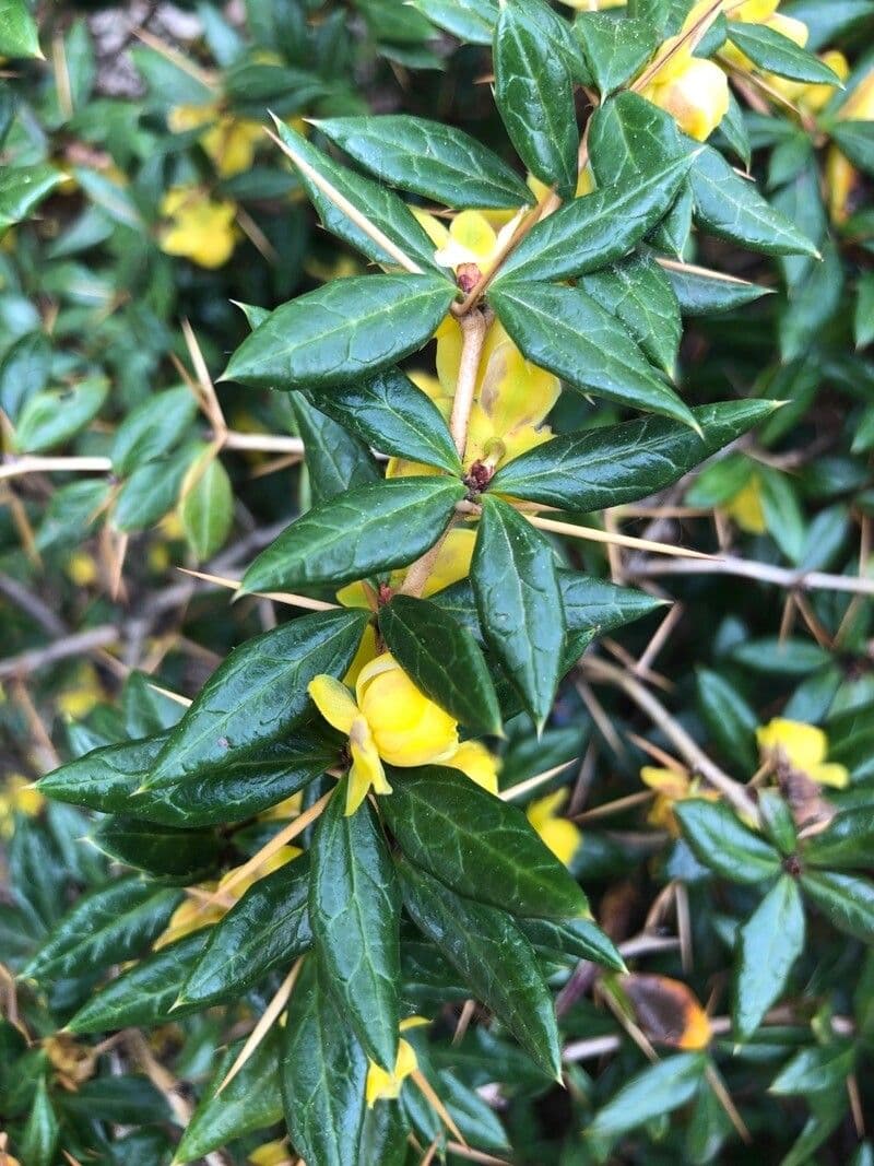 Berberitze 2