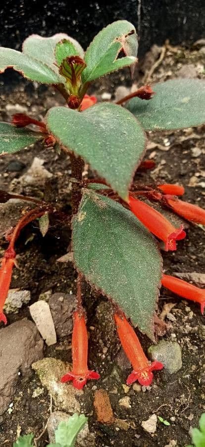 Kohleria spicata 11