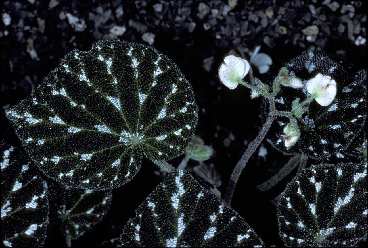 Begonia