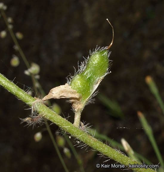 Łubin Coultera 2