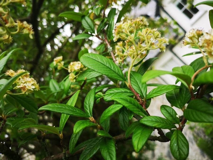 Cotoneaster 10