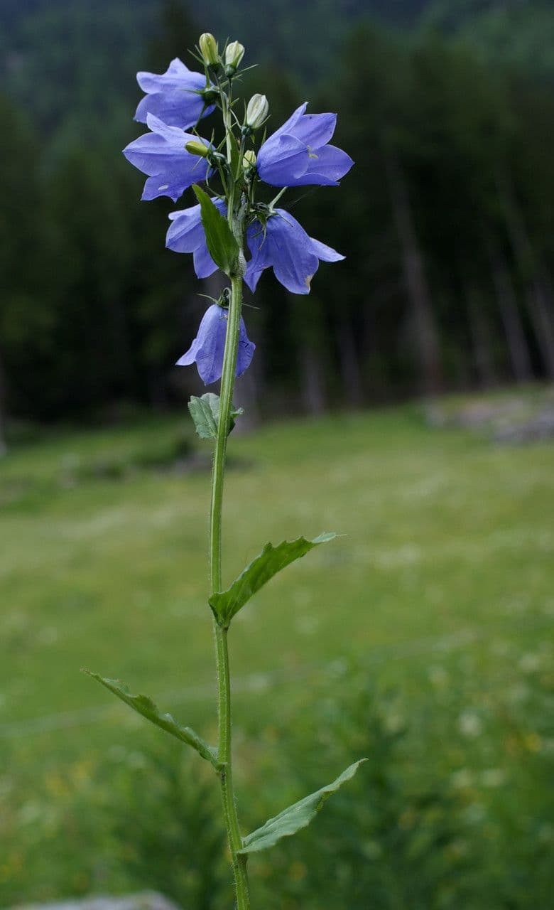 Campanula romboidale 26