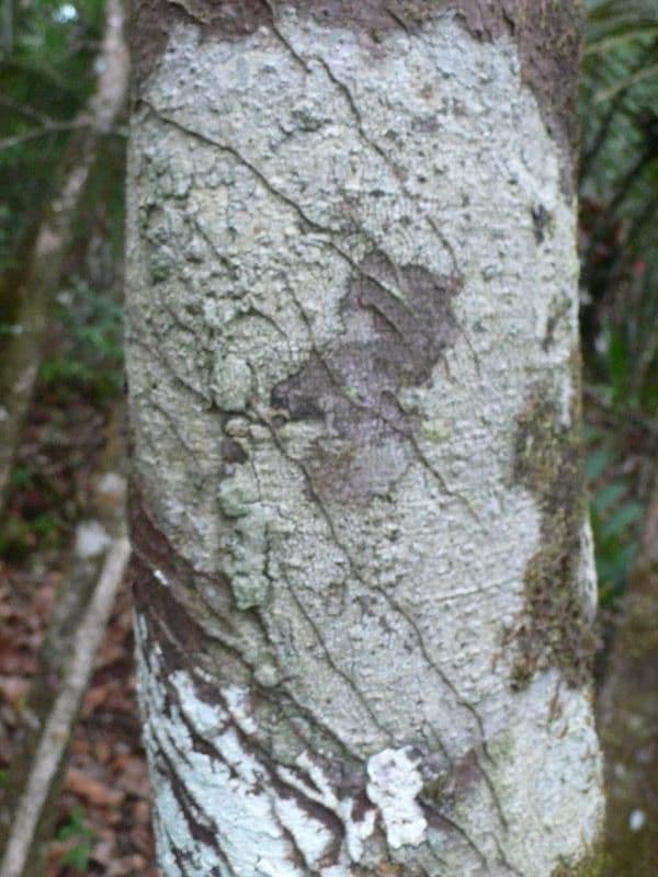 Ocotea 3