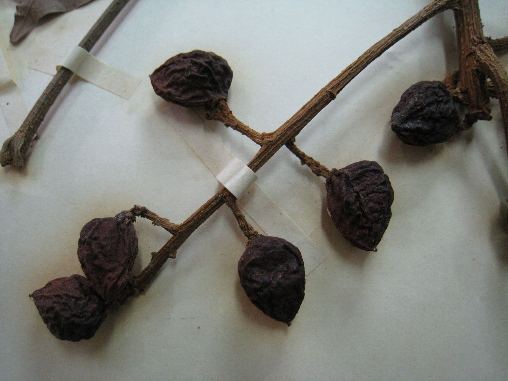 Trattinnickia