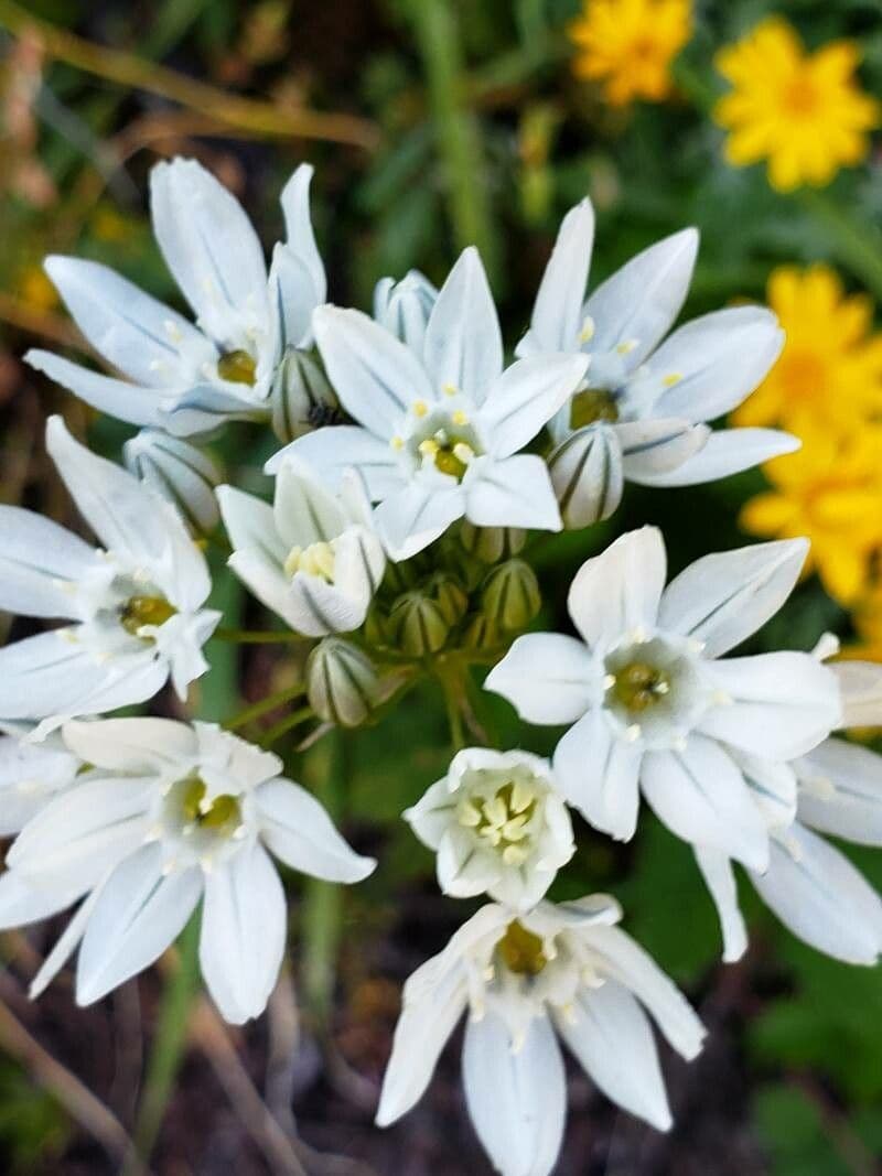 Triteleia giacinto 3