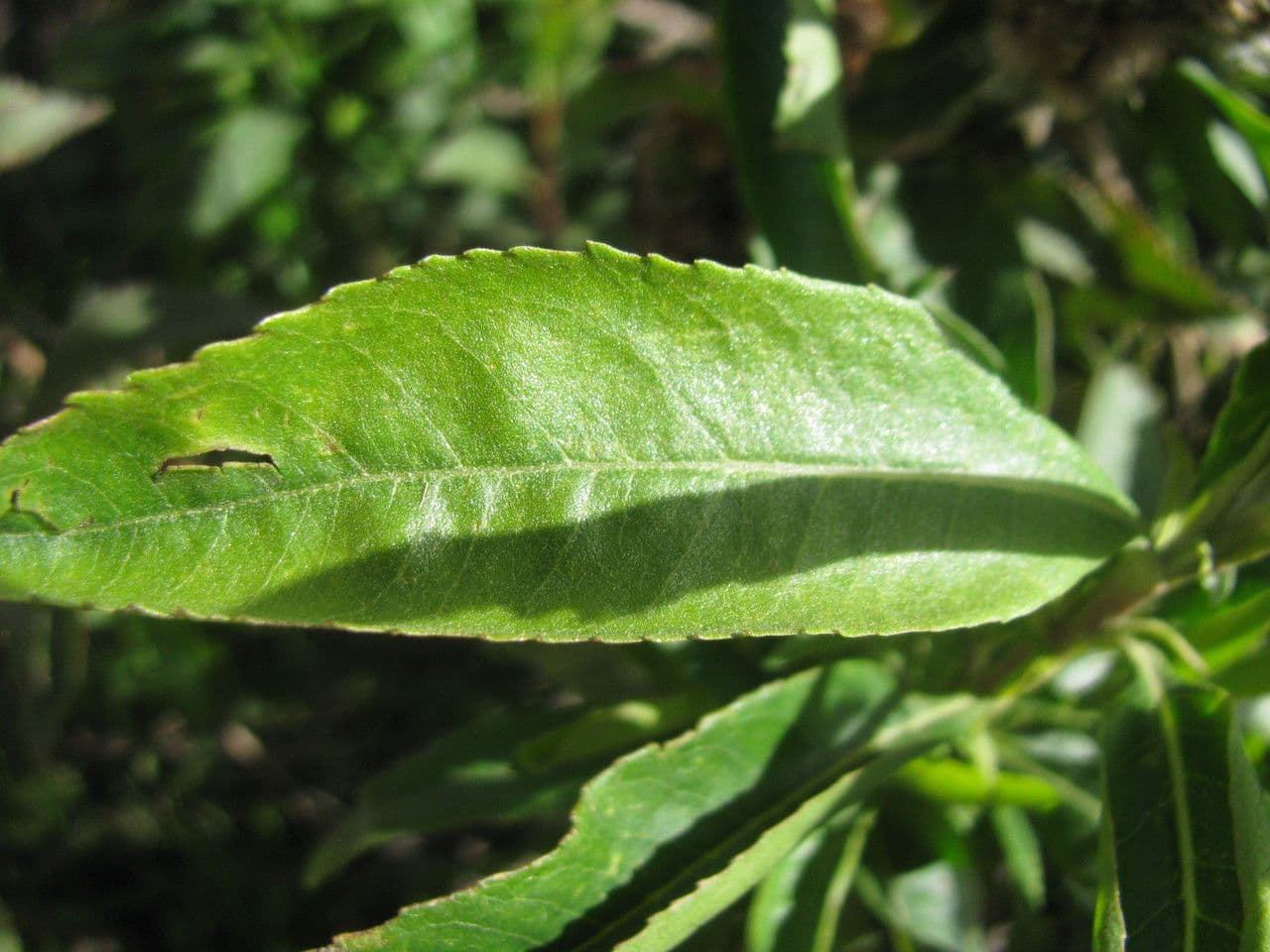 Baccharis