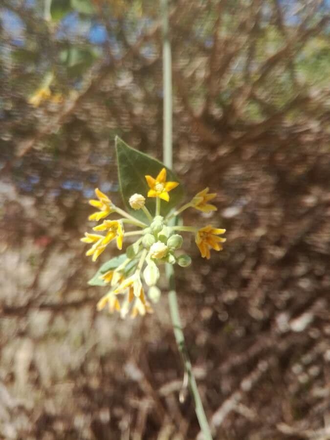 Leptadenia madagascariensis 5
