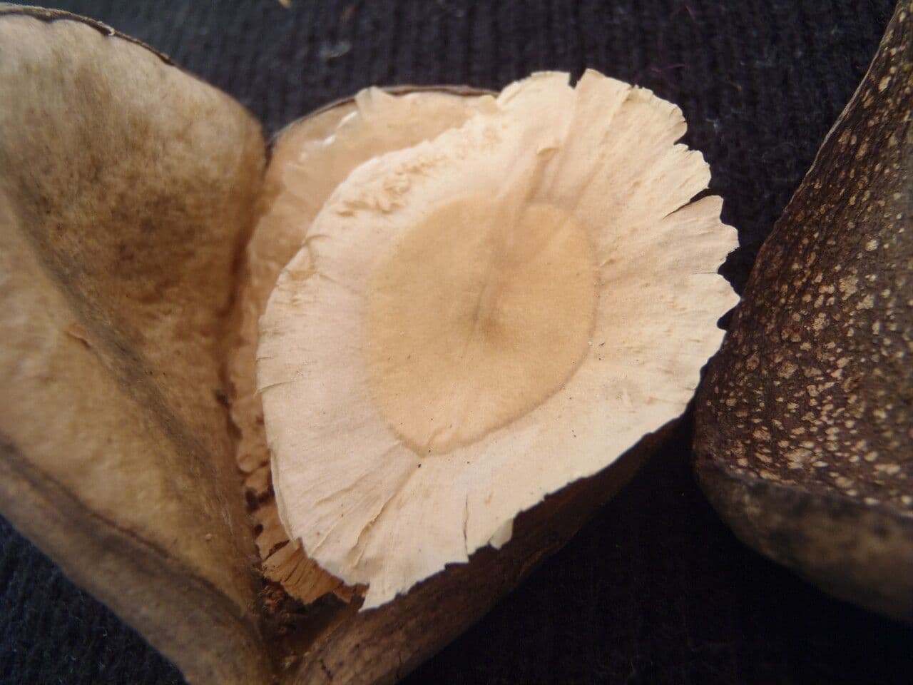 Aspidosperma