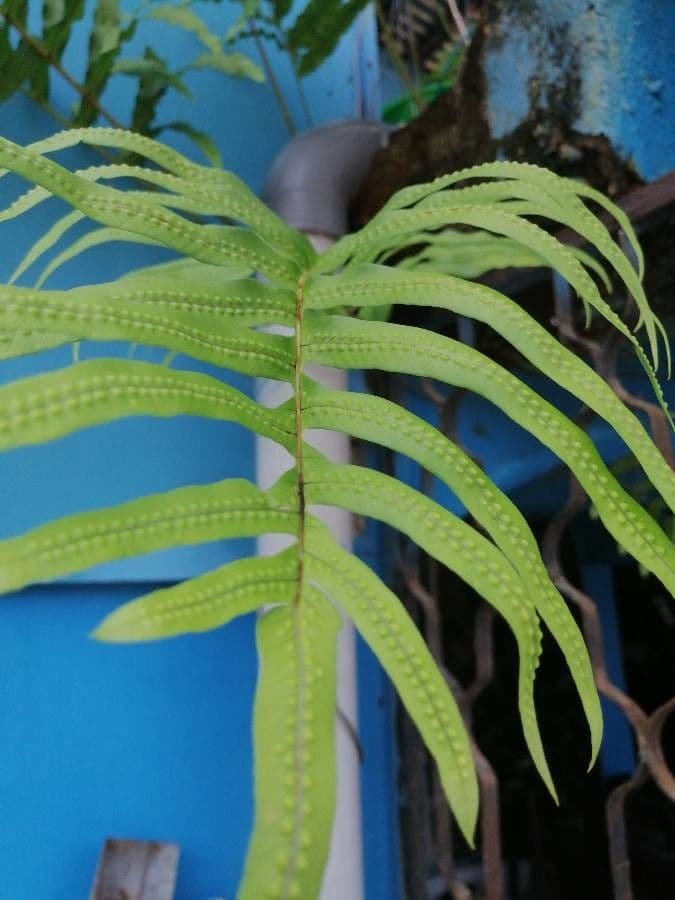 Serpocaulon