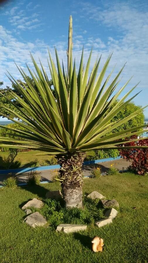 Sisal selvatico 7