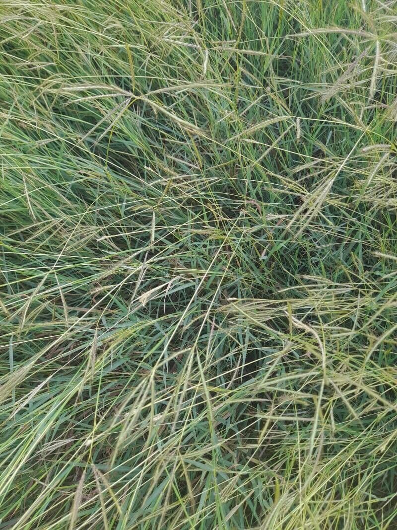 Dichanthium annulatum 13