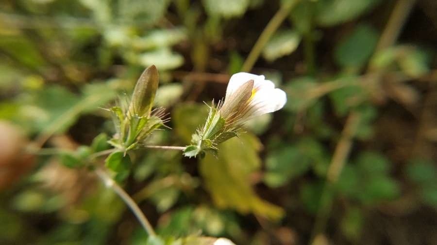Blepharis maderaspatensis 2
