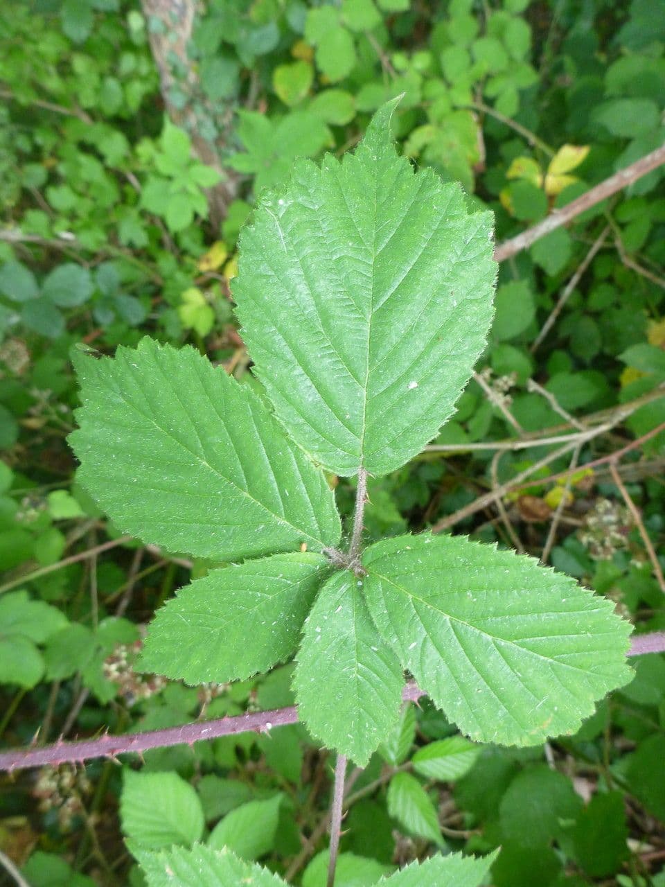 Rovo 6
