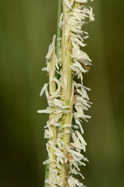 Smooth cordgrass 8