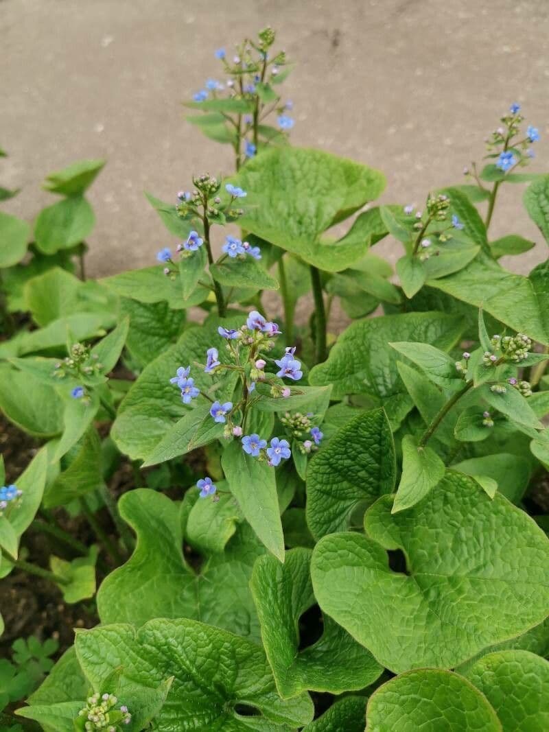 Brunnera