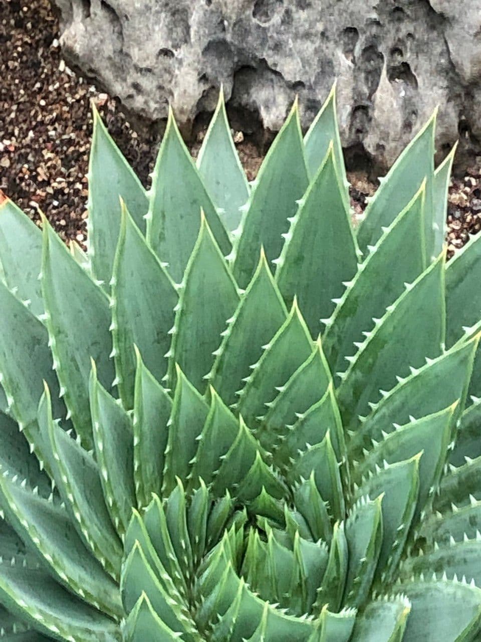Aloe a spirale 10
