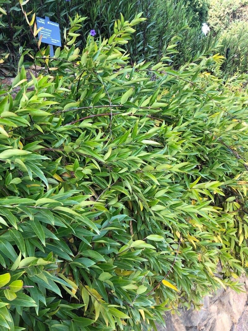 Immergrüner Sommerjasmin 7