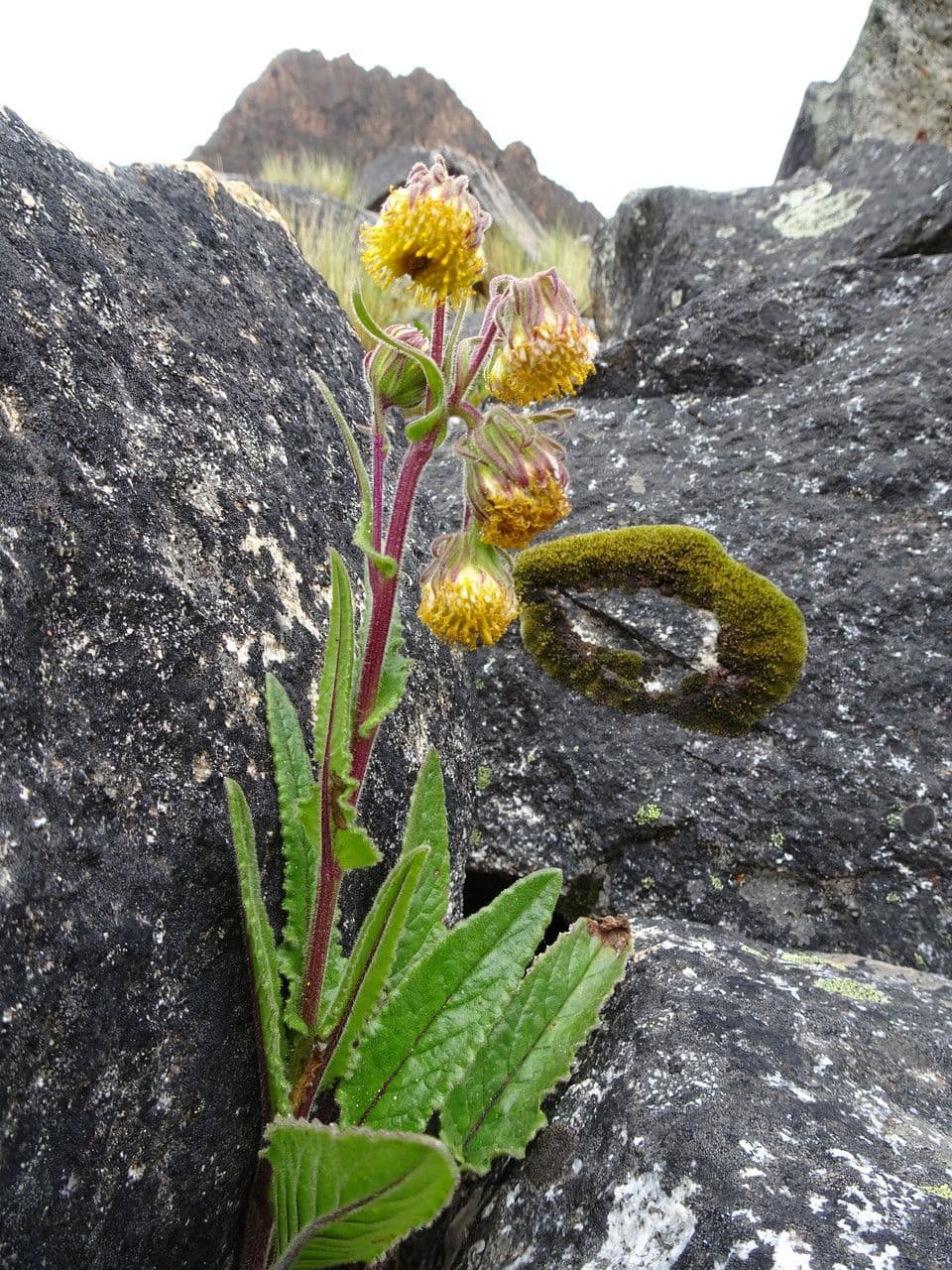 Senecione 7