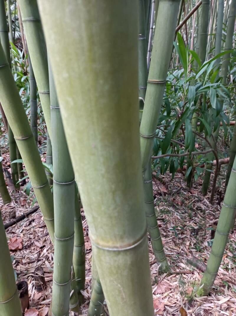 Bambù commestibile 3
