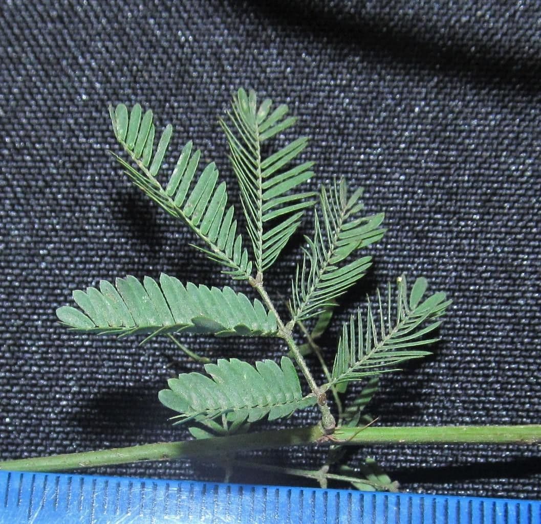Bogen-Desmanthus 25