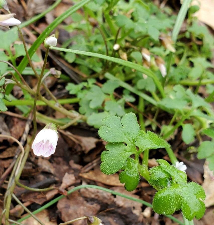 Nemophila 2