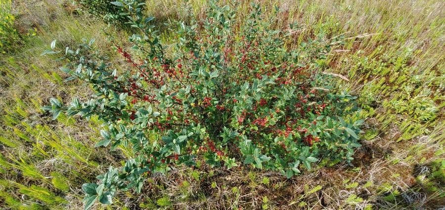 Shepherdia canadensis 24