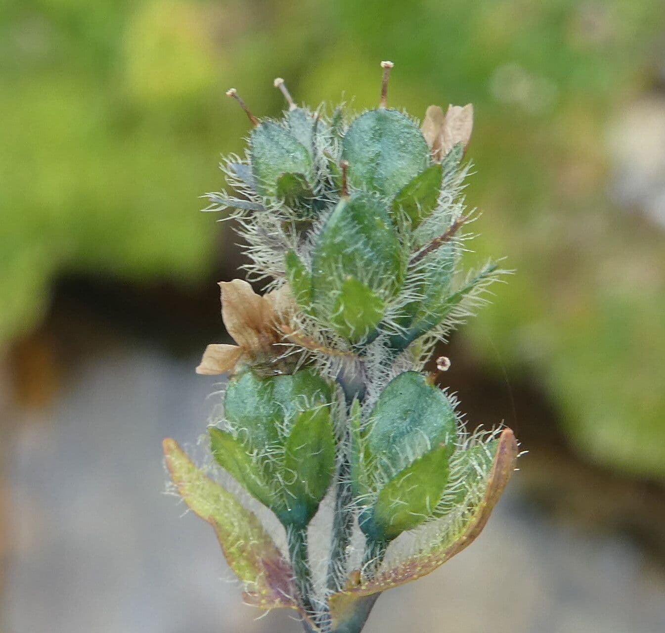 Veronica alpina 3
