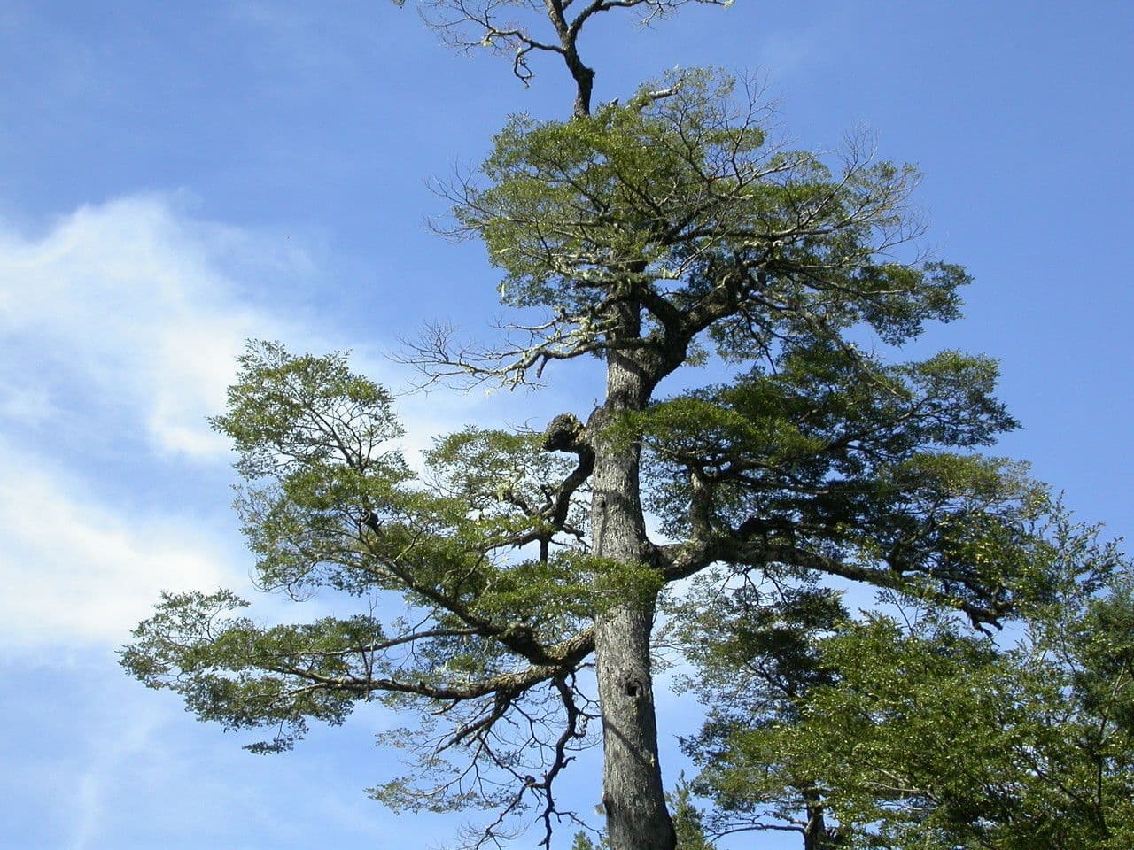 Coigüe 10