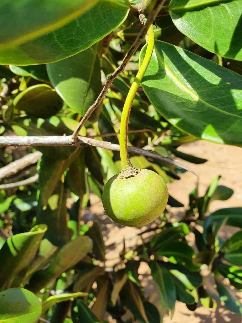 Garcinia 2