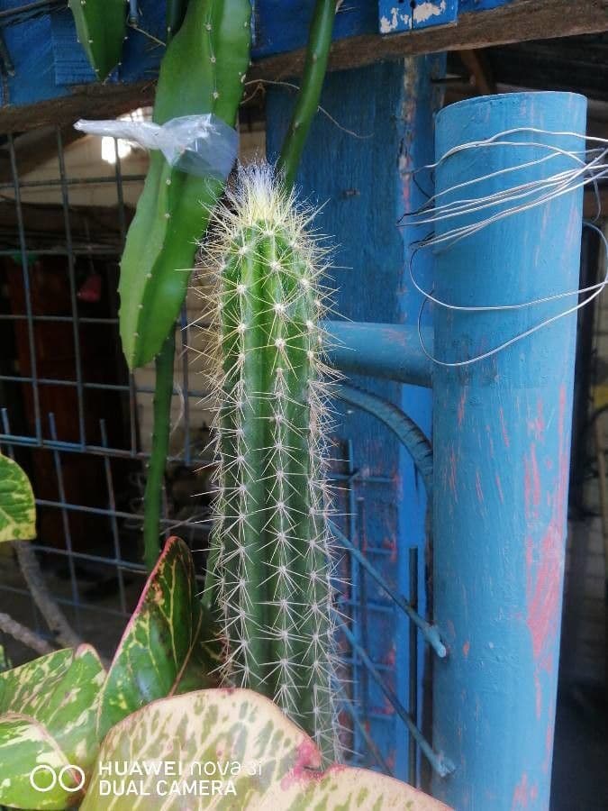 Echinocereus coccineus 16
