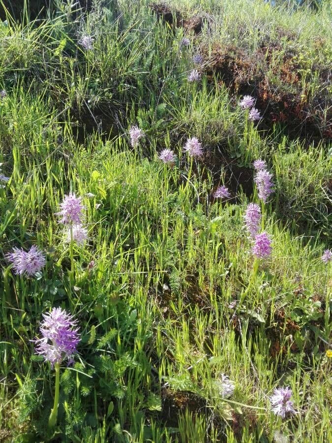 Orchide Uomo Nudo 20