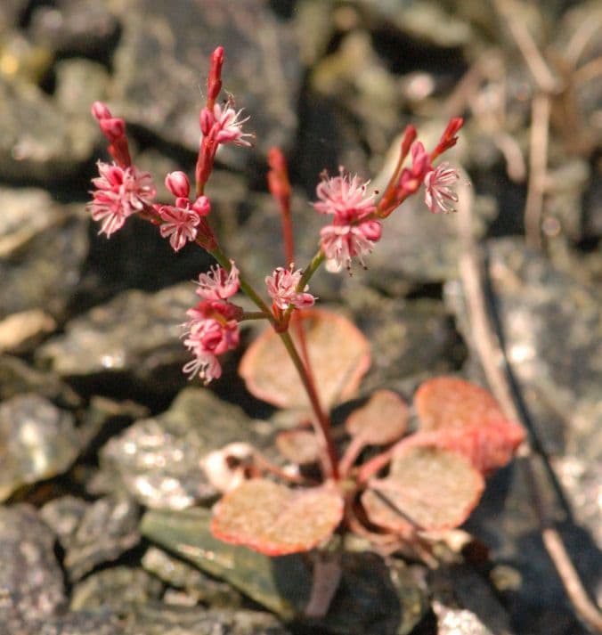 Goldteppich-Buckwheat 6