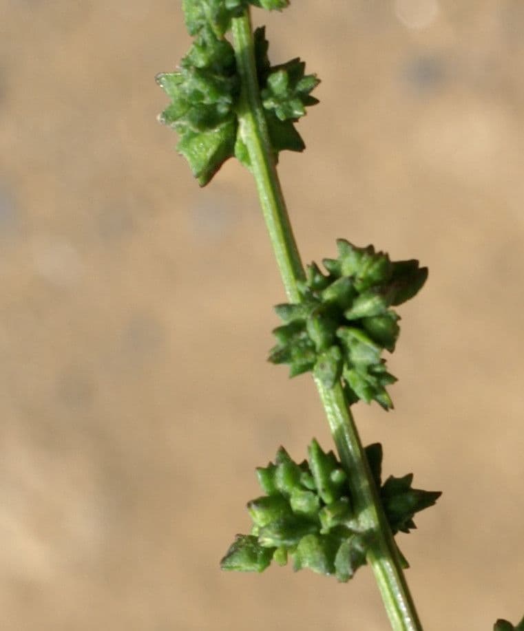 Atreplice erba-corona 3