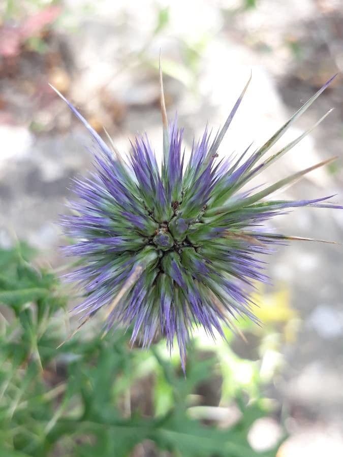 Echinops spinosissimus 2