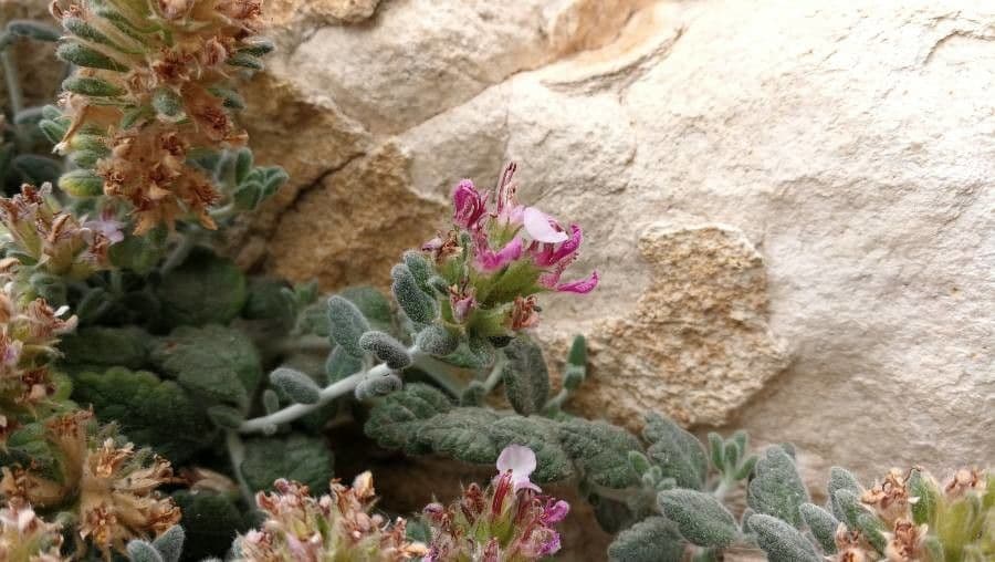 Teucrium buxifolium 5