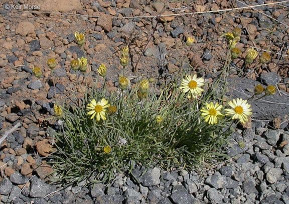 Erigeron 6