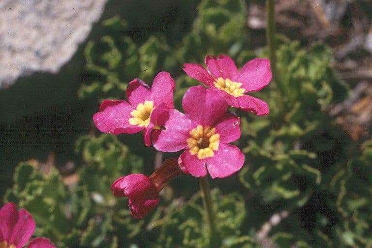 Primula 2