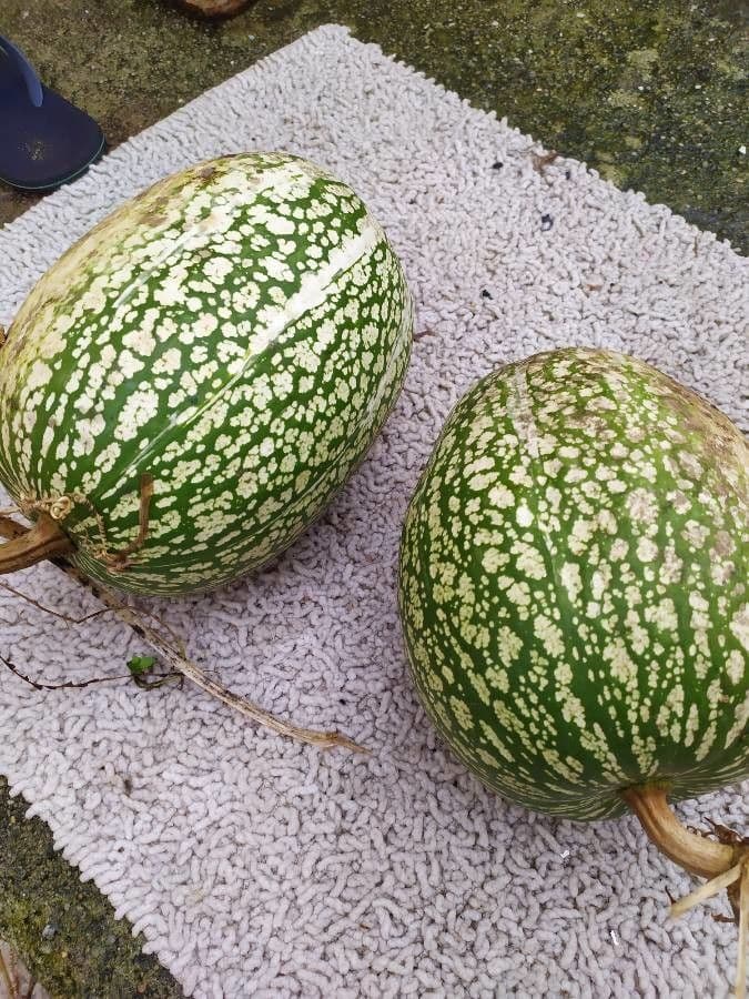 Figleaf gourd 5